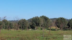 Vendemos Finca en Mazaleón de olivos, almendros y huerto. con agua