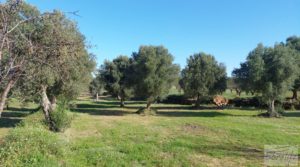 Vendemos Finca en Mazaleón de olivos, almendros y huerto. con huerto por 66.000€