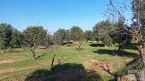 Finca en Mazaleón de olivos, almendros y huerto. para vender con agua por 66.000€