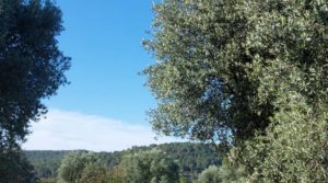 Vendemos Finca en Mazaleón de olivos, almendros y huerto. con huerto