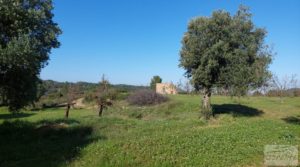 Finca en Mazaleón de olivos, almendros y huerto. para vender con huerto por 66.000€