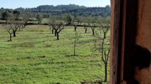 Finca en Mazaleón de olivos, almendros y huerto. a buen precio con buenos accesos por 66.000€