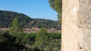 Finca en Mazaleón de olivos, almendros y huerto. a buen precio con agua