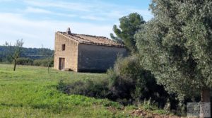 Vendemos Finca en Mazaleón de olivos, almendros y huerto. con huerto por 66.000€