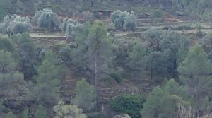 Finca de regadío en Valderrobres, en la comarca del Matarraña. para vender con buenos accesos