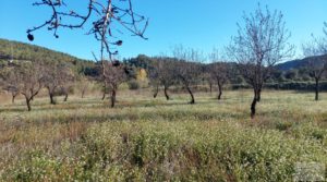 Foto de Finca de regadío en Valderrobres, en la comarca del Matarraña. en venta con buenos accesos por 39.000€