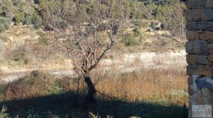 Foto de Finca de regadío en Valderrobres, en la comarca del Matarraña. en venta con buenos accesos