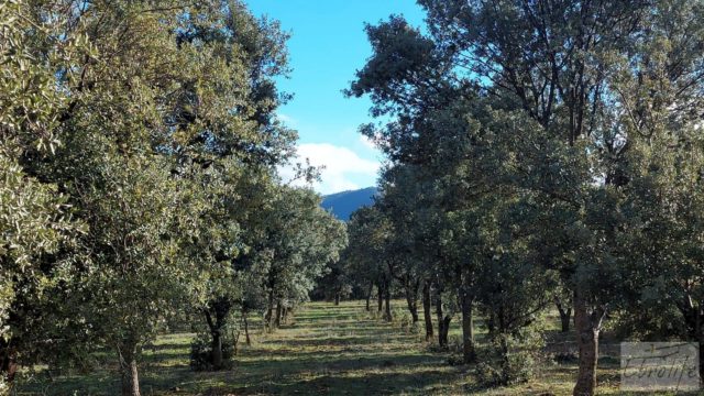 Finca trufera en Monroyo, comarca del Matarraña.