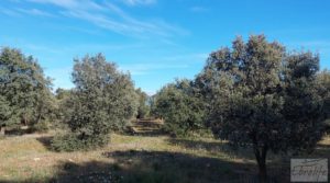 Finca trufera en Monroyo, comarca del Matarraña. para vender con riego por microaspersión por 76.000€