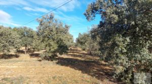 Se vende Finca trufera en Monroyo, comarca del Matarraña. con riego por microaspersión por 76.000€