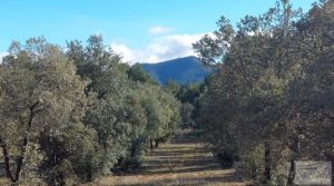 Se vende Finca trufera en Monroyo, comarca del Matarraña. con riego por microaspersión por 76.000€