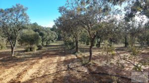 Foto de Finca trufera en Monroyo, comarca del Matarraña. en venta con riego por microaspersión