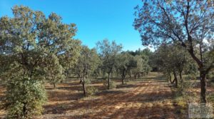 Foto de Finca trufera en Monroyo, comarca del Matarraña. en venta con riego por microaspersión