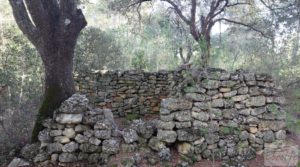 Foto de Finca trufera en Monroyo, comarca del Matarraña. con riego por microaspersión