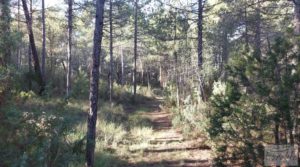 Finca trufera en Monroyo, comarca del Matarraña. para vender con riego por microaspersión