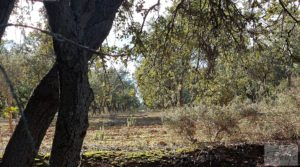 Foto de Finca trufera en Monroyo, comarca del Matarraña. en venta con riego por microaspersión