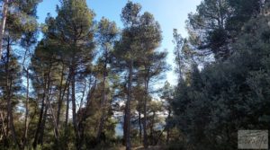 Finca trufera en Monroyo, comarca del Matarraña. en venta con riego por microaspersión