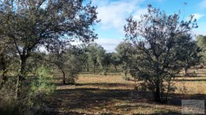 Finca trufera en Monroyo, comarca del Matarraña. para vender con riego por microaspersión por 76.000€