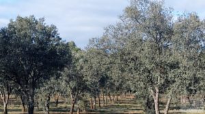 Finca trufera en Monroyo, comarca del Matarraña. para vender con riego por microaspersión