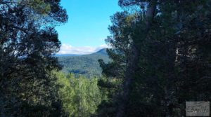 Foto de Finca trufera en Monroyo, comarca del Matarraña. en venta con riego por microaspersión por 76.000€