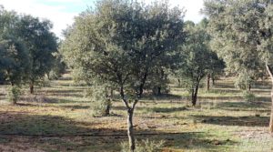 Finca trufera en Monroyo, comarca del Matarraña. en oferta con riego por microaspersión por 76.000€