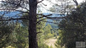 Finca trufera en Monroyo, comarca del Matarraña. para vender con riego por microaspersión