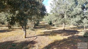 Vendemos Finca trufera en Monroyo, comarca del Matarraña. con riego por microaspersión por 76.000€