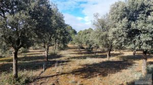 Finca trufera en Monroyo, comarca del Matarraña. en oferta con riego por microaspersión por 76.000€