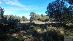 Vendemos Finca trufera en Monroyo, comarca del Matarraña. con riego por microaspersión