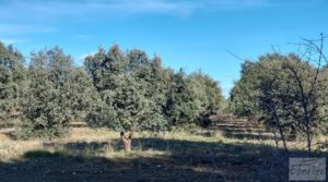 Finca trufera en Monroyo, comarca del Matarraña. en venta con riego por microaspersión por 76.000€