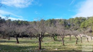 Finca en Fuentespalda. para vender con buenos accesos por 90.000€