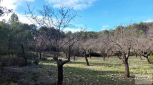 Vendemos Finca en Fuentespalda. con buenos accesos