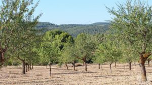 Finca en Mazaleón, comarca del Matarraña. a buen precio por 44.000€