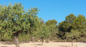 Detalle de Finca en Mazaleón, comarca del Matarraña.