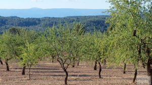 Finca en Mazaleón, comarca del Matarraña. para vender por 44.000€