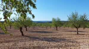 Finca en Mazaleón, comarca del Matarraña. en venta por 44.000€