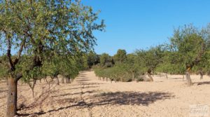 Vendemos Finca en Mazaleón, comarca del Matarraña. por 44.000€