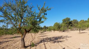 Foto de Finca en Mazaleón, comarca del Matarraña. por 44.000€