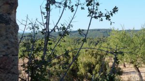 Vendemos Finca en Mazaleón, comarca del Matarraña.