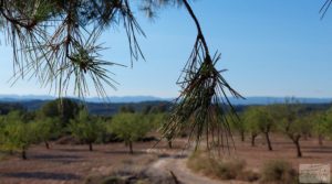 Foto de Finca en Mazaleón, comarca del Matarraña. en venta