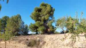 Finca en Mazaleón, comarca del Matarraña. en venta