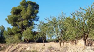 Finca en Mazaleón, comarca del Matarraña. para vender por 44.000€