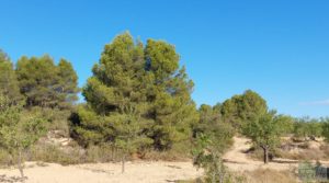 Foto de Finca en Mazaleón, comarca del Matarraña. en venta por 44.000€