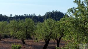 Detalle de Finca en Mazaleón, comarca del Matarraña. por 44.000€