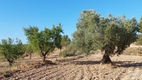 Finca en Mazaleón, comarca del Matarraña.