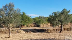 Finca en Mazaleón, comarca del Matarraña. en oferta