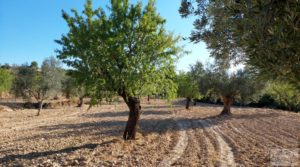 Se vende Finca en Mazaleón, comarca del Matarraña. por 44.000€