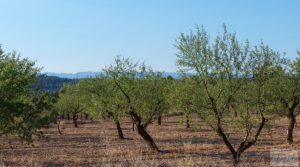 Vendemos Finca en Mazaleón, comarca del Matarraña.