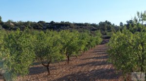 Foto de Finca en Mazaleón, comarca del Matarraña. por 44.000€