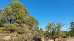 Foto de Finca en Mazaleón, comarca del Matarraña. en venta